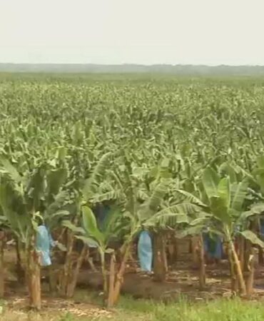 banana farms
