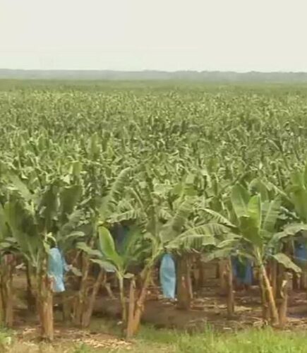 banana farms