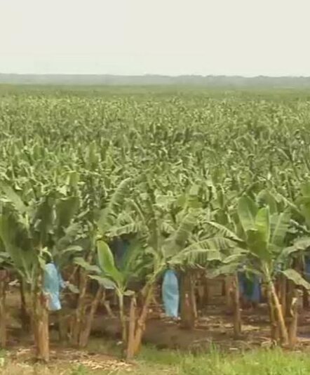 banana farms