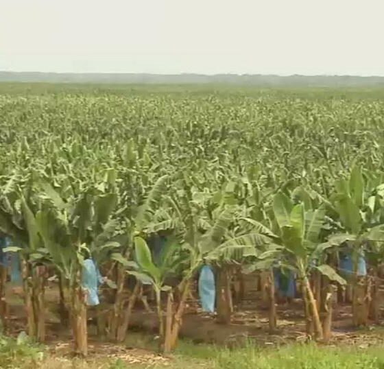 banana farms