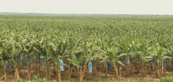 banana farms