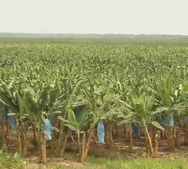 banana farms